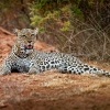 Levhart skvrnity - Panthera pardus - Leopard o9411